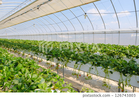 Strawberries at a strawberry farm Strawberries at a strawberry farm 126743803