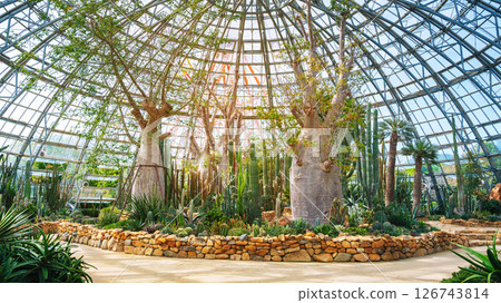 Beautiful tall cacti, succulents, baobab trees and palm trees in a greenhouse at Botanical garden of Tropical plants 126743814
