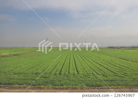 March 28 2025 Lush Green Grass Field with Power Lines, Japan 126743907