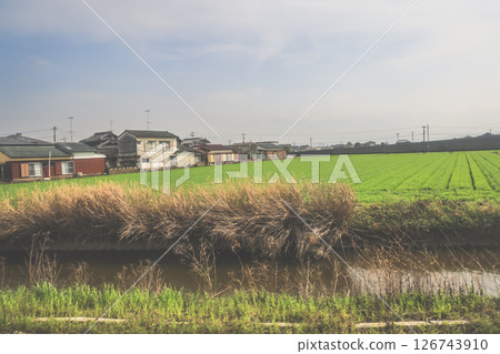 March 28 2025 Lush Green Grass Field with Power Lines, Japan March 28 2025 Lush Green Grass Field with Power Lines, Japan 126743910