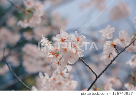 March 28 2025 Cherry Blossoms Blooming on Tree Branch in Springtime, Japan March 28 2025 Cherry Blossoms Blooming on Tree Branch in Springtime, Japan 126743937