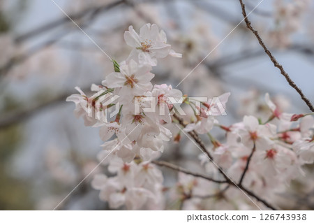 March 28 2025 Cherry Blossoms Blooming on Tree Branch in Springtime, Japan March 28 2025 Cherry Blossoms Blooming on Tree Branch in Springtime, Japan 126743938