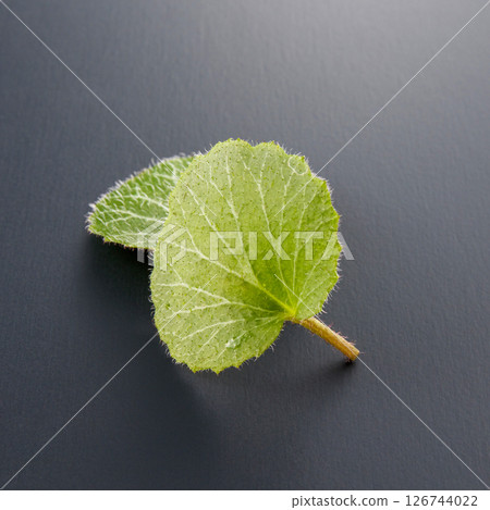 Under the snow _ snacks Under the snow _ snacks 126744022