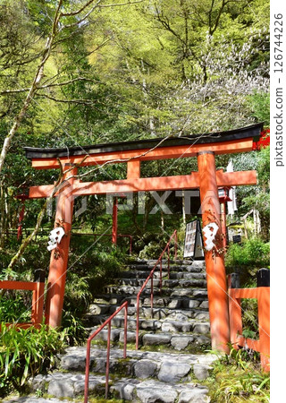 京都市：貴船神社內宮的參道、本殿與新綠 126744226