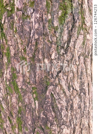 Moss-covered ginkgo tree trunk in early summer (close-up) 126744253