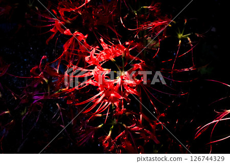 Cluster amaryllis floating in the dark Cluster amaryllis floating in the dark 126744329