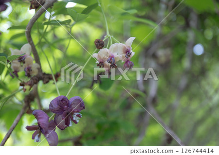 三葉木通 / 大型紅紫色雌花和小型淡紫色雄花簇生。 【野花】長野縣，五月 126744414