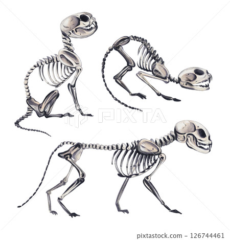 Set of skeletons of small animals. Three cats in different poses. Vintage style. Halloween decor. Watercolor illustration without background. Hand drawing. High quality illustration 126744461