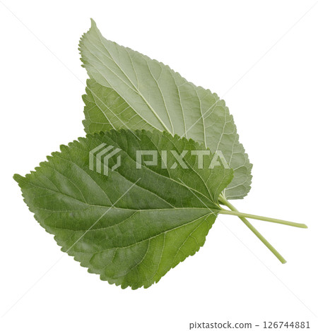 Mulberry leaves isolated on a white background 126744881
