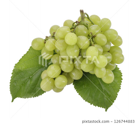 Green grapes and grape leaves isolated on a white background 126744883