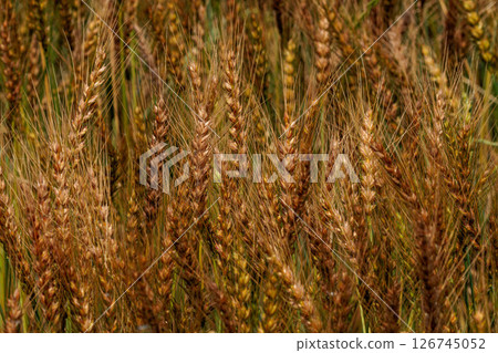 A wheat field that has grown golden 126745052