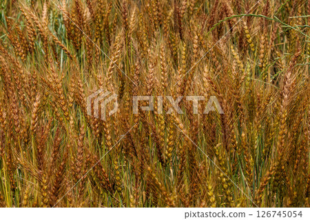 A wheat field that has grown golden 126745054