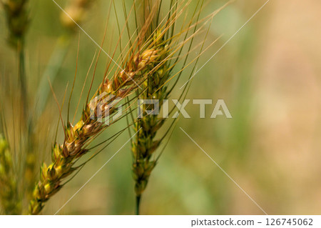 Plump ears of ripe wheat 126745062