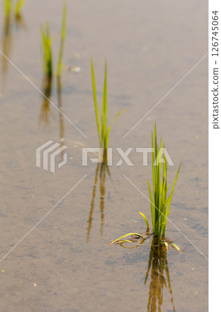Rice just after planting 126745064