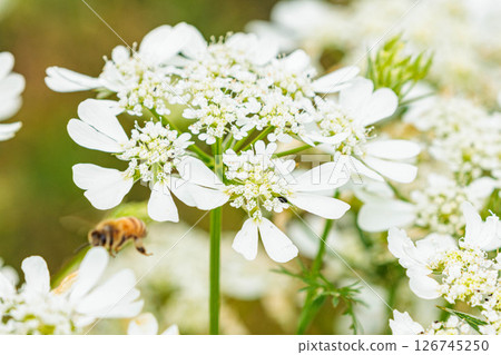 White orlaya flower White orlaya flower 126745250