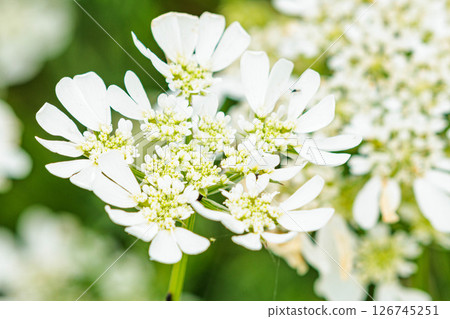 白色奧拉亞花 126745251