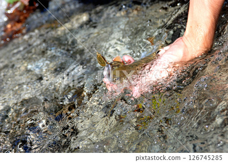 諸久保澤的大瀑布和西丹澤的白皮山女鱒魚 諸久保澤的大瀑布和西丹澤的白皮山女鱒魚 126745285