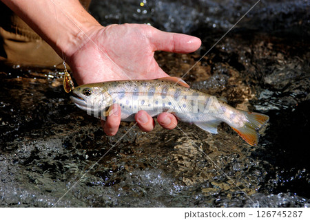 The great waterfall of Morokubozawa and the white-skinned Yamame trout of Nishitanzawa 126745287