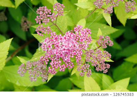 Shimotsuke's flower 126745383