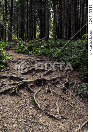 The twisted roots of the trees have surfaced along the forest trail, intertwining with the dirt path 126745511