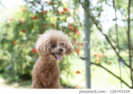 玩具貴賓犬在椅子上大笑 126745584