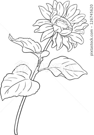 Sunflower Plant with Flower  and Leaves Outline Illustration. 126745620