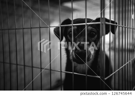 animal shelter, dogs and kittens 126745644