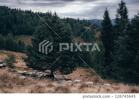 A single pine tree stands on a quiet mountain hillside, surrounded by dry grass and scattered stones A single pine tree stands on a quiet mountain hillside, surrounded by dry grass and scattered stones 126745645