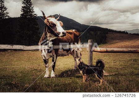 A cow stands patiently while a lively dog seems eager to play. 126745726