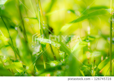 Leaves wetted by morning dew 126745728