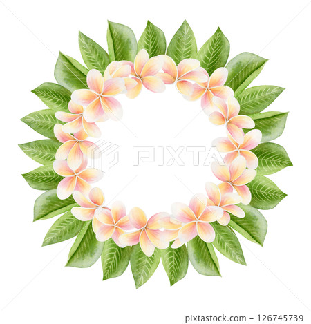 Plumeria flowers with leaves round wreath. Floral watercolor illustration isolated on white. Tropical round template with copy space for summer stickers. Brazilian frangipani plant clip art Plumeria flowers with leaves round wreath. Floral watercolor illustration isolated on white. Tropical round template with copy space for summer stickers. Brazilian frangipani plant clip art 126745739