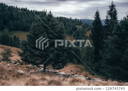 A single pine tree stands on a quiet mountain hillside, surrounded by dry grass and scattered stones 126745745
