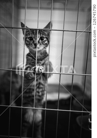 animal shelter, dogs and kittens animal shelter, dogs and kittens 126745790