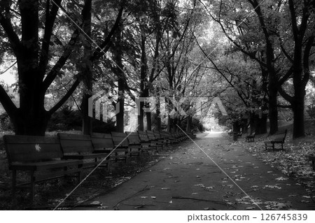 black and white landscape in the park 126745839