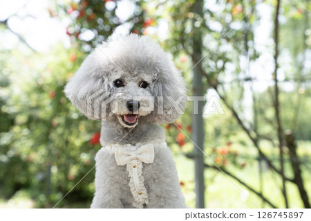 Bust-up of Amuru, a toy poodle, laughing while sitting on a chair 126745897