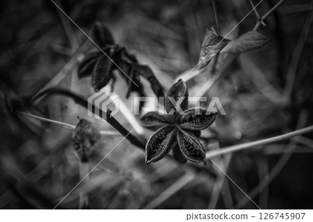 black and white landscape in the park 126745907