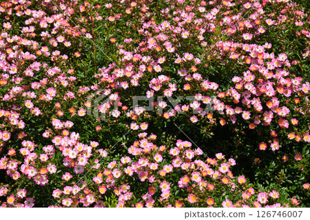 Mini rose Miyabi 126746007