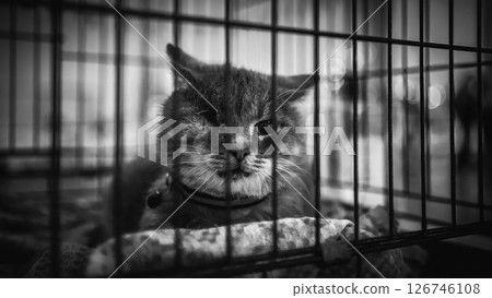 animal shelter, dogs and kittens 126746108