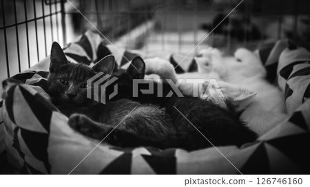 animal shelter, dogs and kittens 126746160