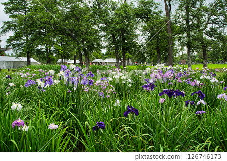東京都水本公園葛飾鳶尾節 東京都水本公園葛飾鳶尾節 126746173