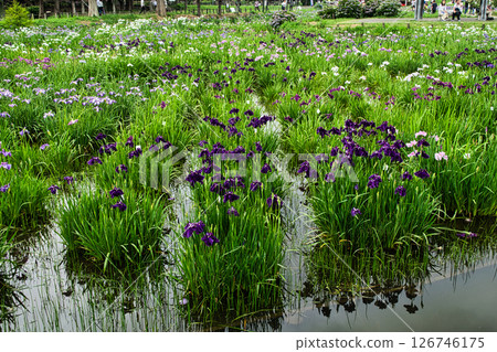 東京都水本公園葛飾鳶尾節 126746175