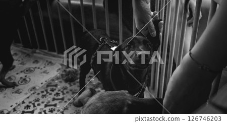 animal shelter, dogs and kittens 126746203