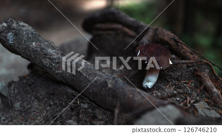 wild fungus grows on a stick wild fungus grows on a stick 126746210