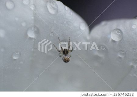 macrophotography of drops on a flower macrophotography of drops on a flower 126746238