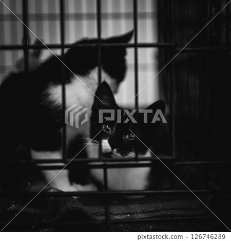 animal shelter, dogs and kittens animal shelter, dogs and kittens 126746289