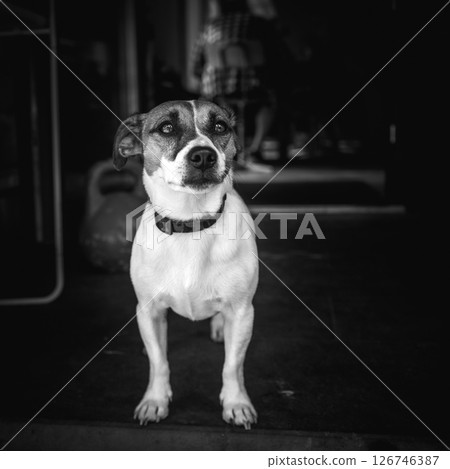 animal shelter, dogs and kittens 126746387