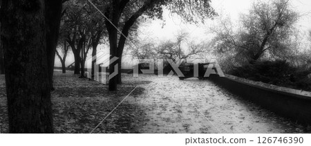 black and white landscape in the park black and white landscape in the park 126746390