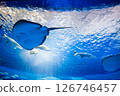 Aquarium: Beautiful large tank 126746457