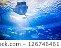 Aquarium: Beautiful large tank 126746461