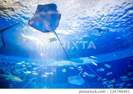 水族箱:美麗的大水箱 水族箱:美麗的大水箱 126746461